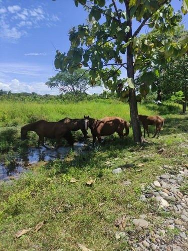 Imagen 11 de 15 de Se Vende Extraordinaria Finca De 1.237 Has. Silvopastoril Y Manufacturera Con Mucho Potencial Representada Por Persona Juridica