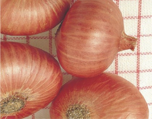 Sementes Cebola Roxa Red Creole -envio Gratuitamente