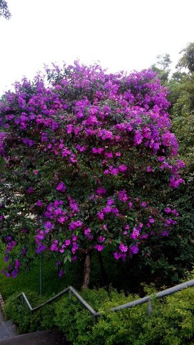 1000 Sementes - Quaresmeira Lilás Tibouchina P Mudas