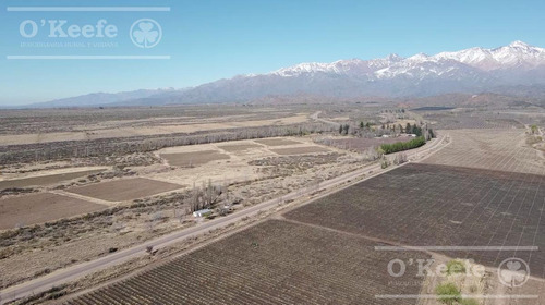 Imagen 9 de 30 de Campo En Venta En Tupungato De 30000 Has - Viñedos De Altura - Nogales - Desarrollo Inmobiliario