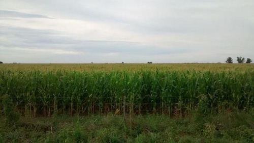 1.700 Hectareas Agricolas.