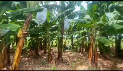 Finca Agrícola De Guineos 252 Tareas Mao, Valverde