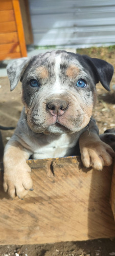 American Bully Merle 