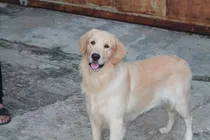 Comprar Golden Retriever Macho Pelaje Dorado Para Monta