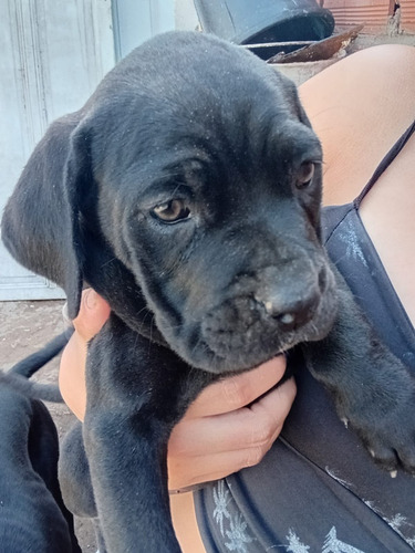 Cane Corso O Mastines Italianos.