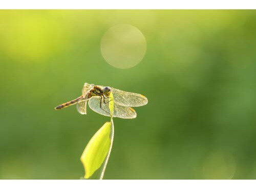 Lente Sigma 105 Mm F2.8 Dg Dn Macro Art Para Sony E-mount