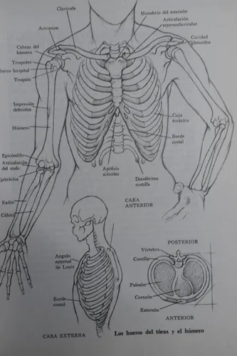 Dibujo Anatómico De La Figura Humana Louise Gordon C201 (Usado)