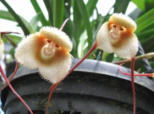 Orchid Monkey Face Green - Orquídea cara de mono verde semillas