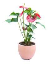 Comprar Anturio Rojo Planta Interior Maceta Flores