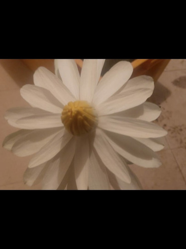 Imagen 7 de 9 de Nenufar