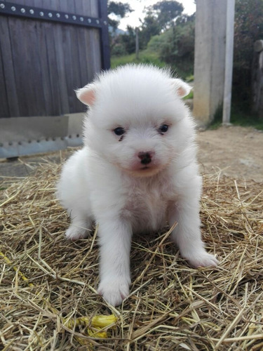 Pomerania Lulu Macho