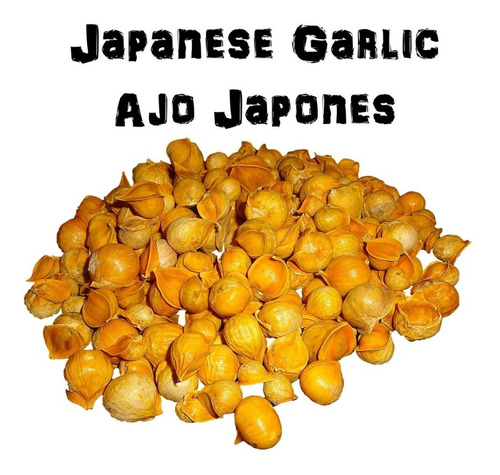 Ajo Japones - Allium Sphaerocephalon Paq. 25 Bulbos