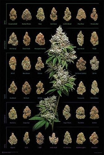 Póster Laminado Dank Nugs Marijuana Weed Pot Buds 24x36 Pul