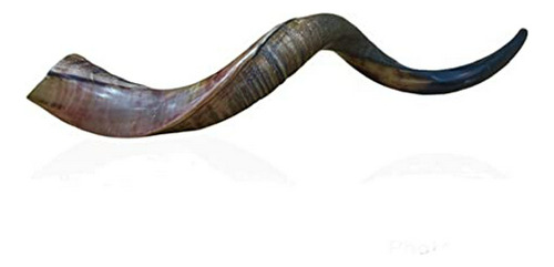 Natural Kudu Horn 20'-22 'shofar Medio Pulido Estéril Limpio