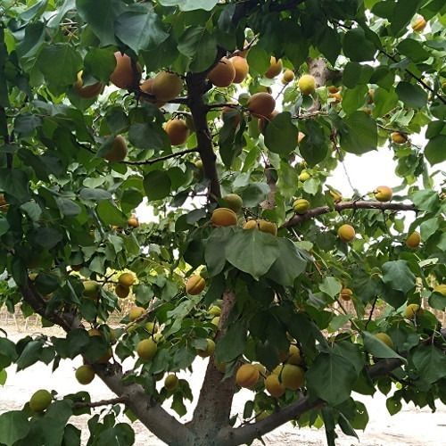 Imagen 2 de 2 de Almendros - Prunus Dulcis
