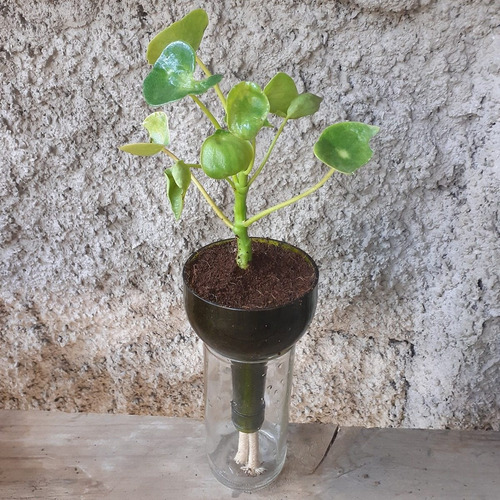 Cuchara Little Plant 24 Sin Soporte, Maceta Autorregante
