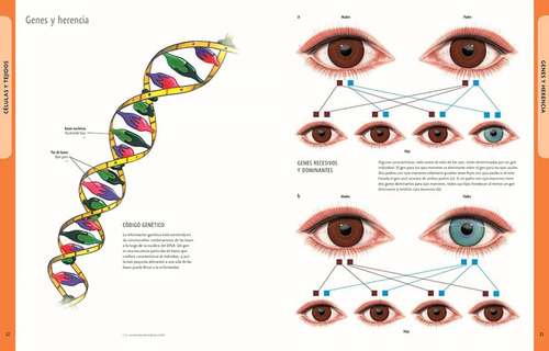 Cuerpo Humano Manual De Identificación Español Inglés Latín