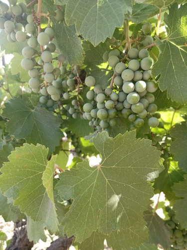 Imagen 8 de 14 de Venta De Finca Con 2 Propiedades 15 Y 6 Hectáreas