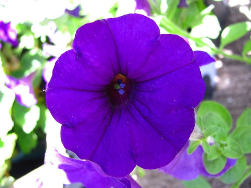 Semillas Flores De Petunia Violeta Enana Y A