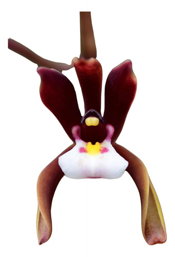 Orquidea Cymbidium Atropurpureum ( Muda )