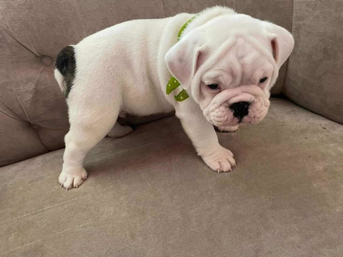 Imagen 6 de 7 de Bulldog Inglés 3 Meses Blanco. Único