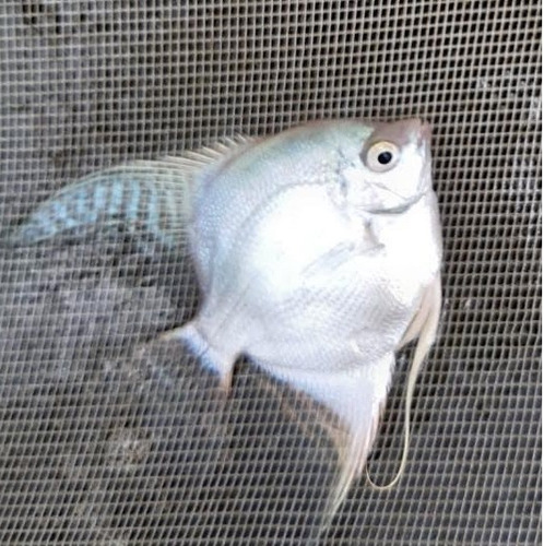 2 Acará Bandeira Médio - 4 Cm - Peixe Ornamental