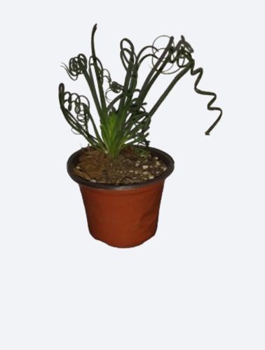 Planta Albuca Spiralis Suculenta De Colección 