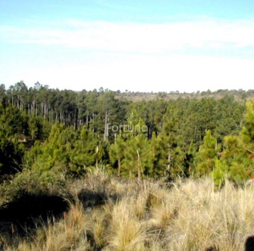 Imagen 7 de 8 de Venta De 107 Hectáreas En Yacanto De Calamuchita Inv0021