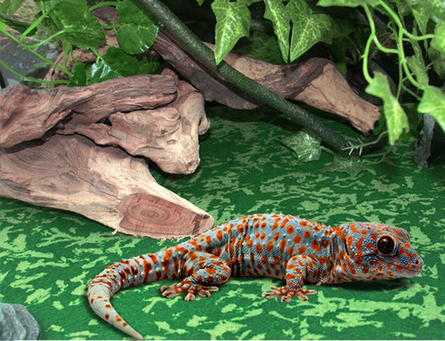 Alfombra Reptiles Terrario Sustrato Reutilizable Tropical