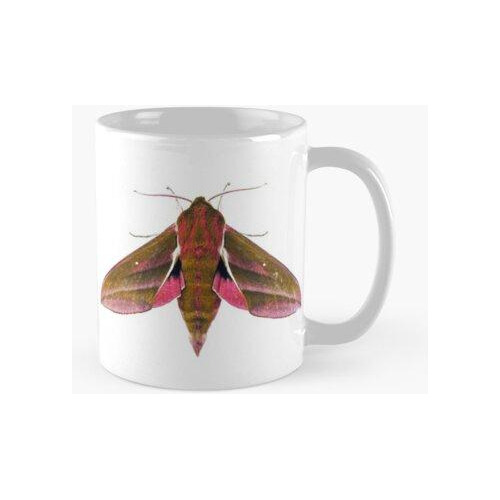 Taza Polilla Halcón Elefante Calidad Premium