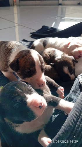 Pitbull Com Bull Terrier Inglês Pai E Mãe Puro