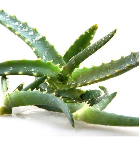 2 Mudas De Babosa ( Aloe Arborescens) Orgânico Medicinal | Parcelamento sem  juros