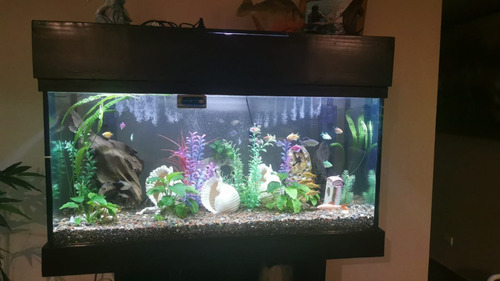 Imagen 2 de 4 de Acuario Plantado Con Peces