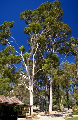 400 Semillas De Árbol Eucalipto Citriodora