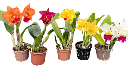 Orquídea Cattleya Com Flor Para Presente Promoção