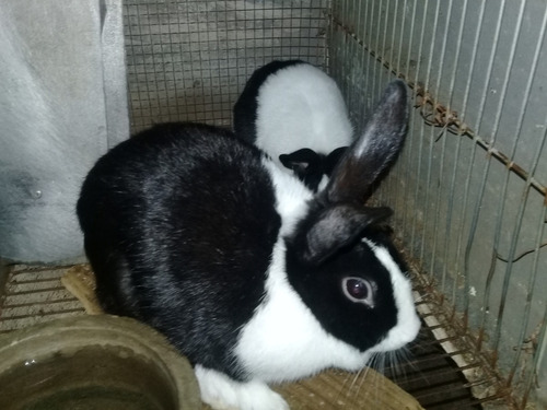 Imagen 1 de 7 de Razas Enanas Para Mascotas,holandes, Hotot, Polih