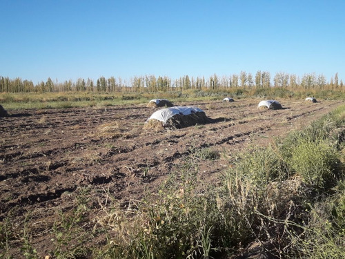 Imagen 7 de 10 de Venta O Permuta 25 Hectáres 25 De Mayo La Pampa