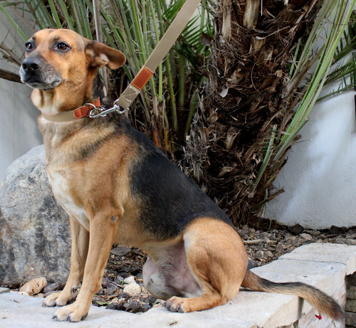 Collar Para Perro Gossët Kit Clasico Con Correa