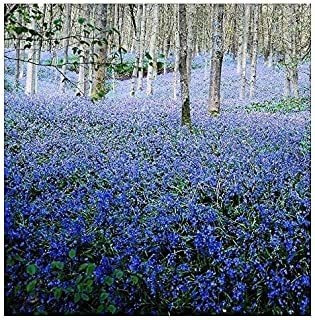 10 Bluebells Inglés Hermosas Bombillas Naturales Con Flores 