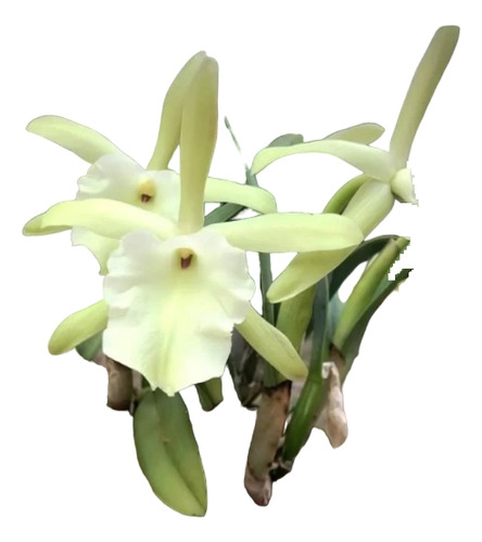 Rhyncholaelia Glauca (orquídea)