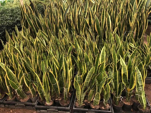 Imagen 5 de 5 de Espada De San Jorge, Sansevieria Trifasciata 70cm