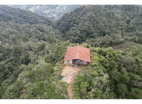 Finca Sembrada En Pino En El Municipio De Abejorral