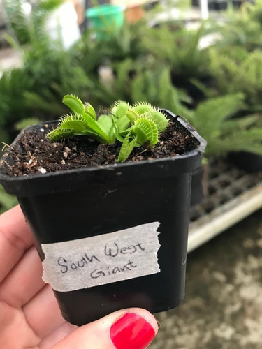 Imagen 7 de 8 de Pack Cultivares Dionaea Muscípula / Carnívora Vitroplant