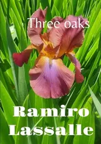 Comprar 1 Rizoma De Lirios Barbados O Iris Germanica Three Oak