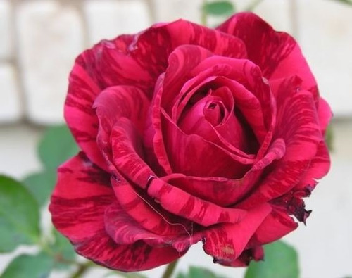 Muda De Rosa Intuição - Lindíssima Rosa, 30cm  Red Intuition