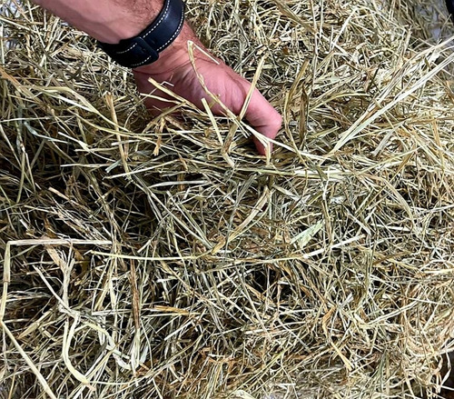 Feno Tifiton Super Premium Fresco Para Roedores Fardo De 3kg