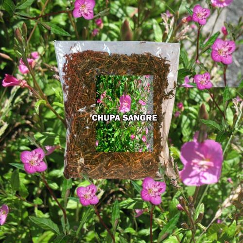 Chupa Sangre Secas/hierba De Golpe 500 Gramos