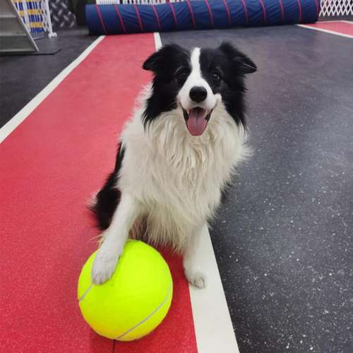 Pelota De Tenis Para Perros Juguete Para Mascotas Pelota Sg