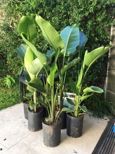 6 Strelitzias Nicolai + 8 Alpinias