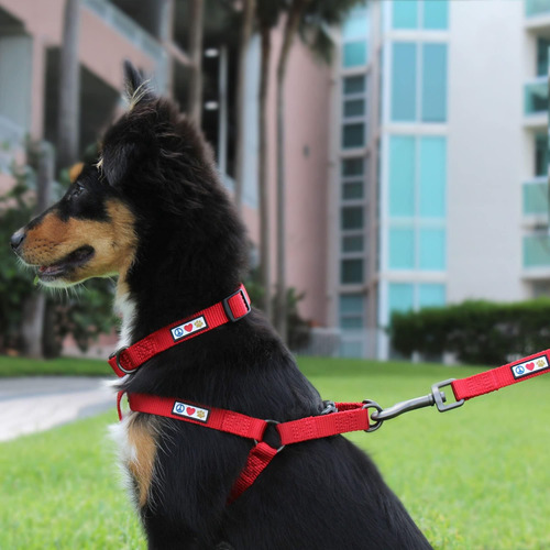 Pawtitas Collar Para Perros Pequeños Collar Ajustable Para P